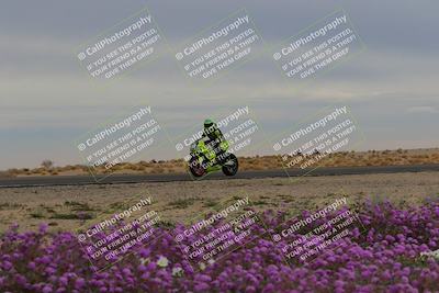 media/Jan-14-2023-SoCal Trackdays (Sat) [[497694156f]]/Turn 14 Exit Bloomig (145pm)/
